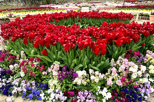 花の状況 | パーク便り | あしかがフラワーパーク